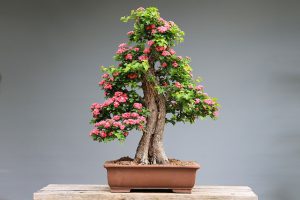 drzewko szczęścia bonsai